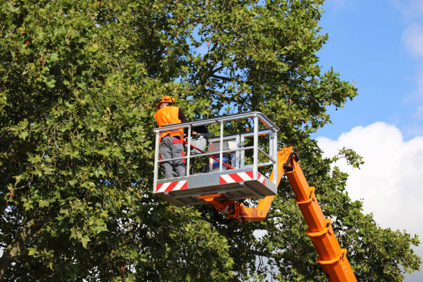 How Our Tree Care Process Works  in Wayland, IA